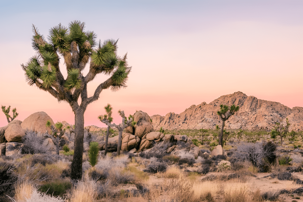 Joshua Tree National Park